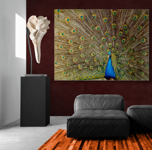 Feathers in the Wind- Animal Poster Wall Art